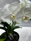 Planter